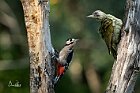 Picchio-rosso-e-verde