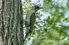 Picchio-verde-Robinia