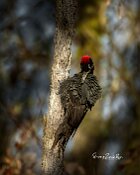 Picchio-nero-pulizia