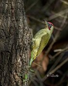 Picchio-verde-Salice