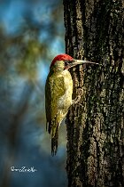 Picchio-verde-linguaccia