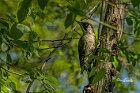 Picchio-verde-femmina-Robinia
