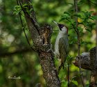 Picchio-verde-femmina-sanguinella