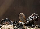 Passera-scopaiola-pioggia