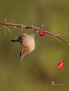 scricciolo-testa-in-giu
