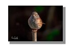 Passera-scopaiola-frontale