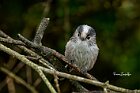 Codibugnolo-sguardo-frontale