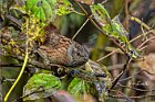Passera-scopaiola-minacciosa
