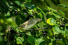 Beccafico-su-Rhamnus-cathartica