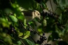 Beccafico-su-Rhamnus-cathartica-1
