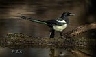 Gazza-tronco-in-acqua