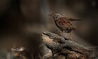 Passera-scopaiola-rincorsa