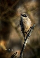 Pendolino-ramo-secco