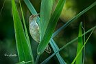 Cannaiola-con-libellula