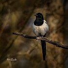 Gazza-un-po-arruffata