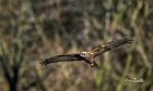 Falco-di-palude-cannetoi