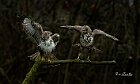 Poiane-duo