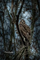 Poiana-frontale-grida