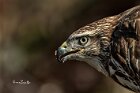Poiana-ritratto-5