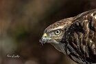 Poiana-ritratto-6