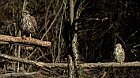 Poiane-duo-focus-stacking