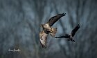 Cornacchia-attacca-Poiana
