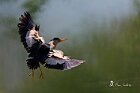 Tarabusino-volo