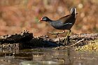 Gallinella