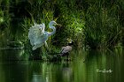Airone-bianco-Cormorano