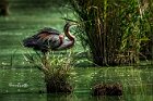 Airone-rosso-zampillo-acqua