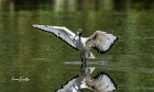 Ibis-sacro-corre-incontro