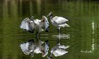 Ibis-sacro-duo