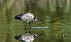 Ibis-sacro-tremolina-1