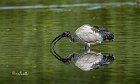 Ibis-sacro-tremolina