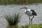 Ibis-sacro