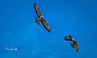 Poiane-in-volo