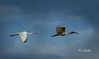 Spatola-Ibis-sacro