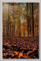 bosco-autunnale-verticale