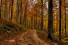 bosco-autunnale