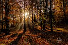 nebbiolina-nel-bosco
