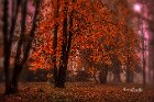 Nebbia-parco-Albanese