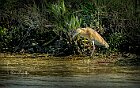 Sgarza-ciuffetto-Grillotalpa